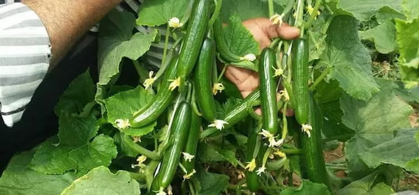 تصویر 3 از خرید خیار سبز درختی + قیمت فروش استثنایی